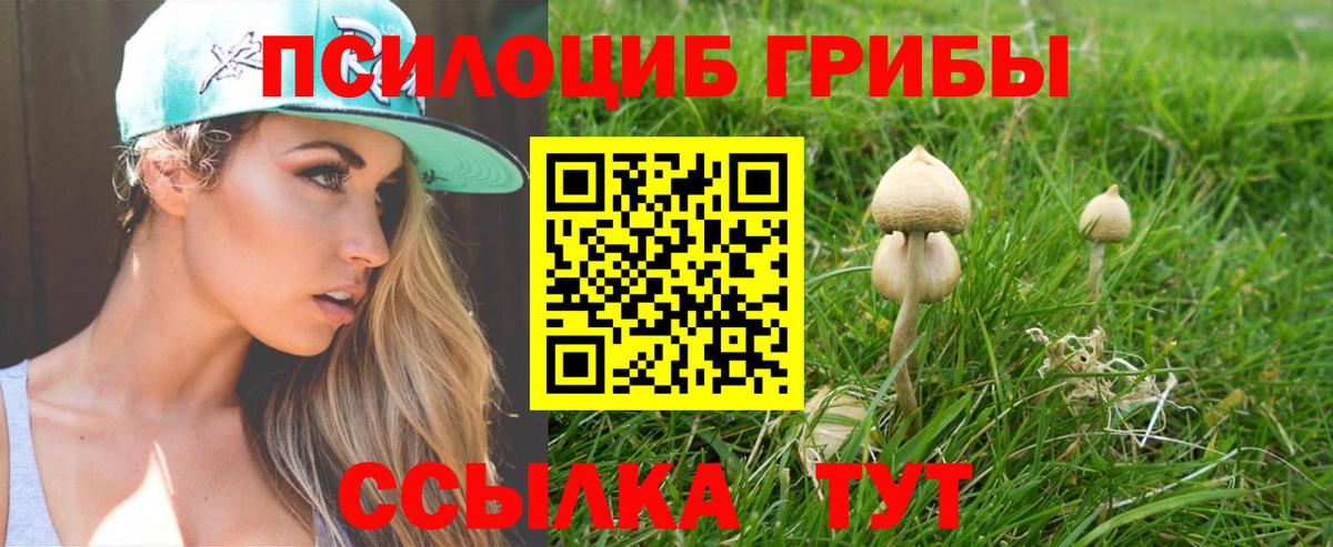 Ленинск-Кузнецкий  Галлюциногенные грибы Cubensis  Вход с VPN 